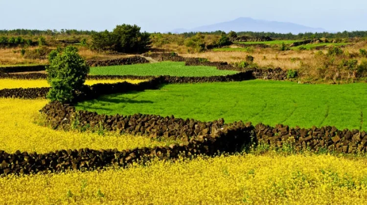 Jelajah Tembok Naga Hitam, Dinding Batu yang Membentang di Pulau Jeju