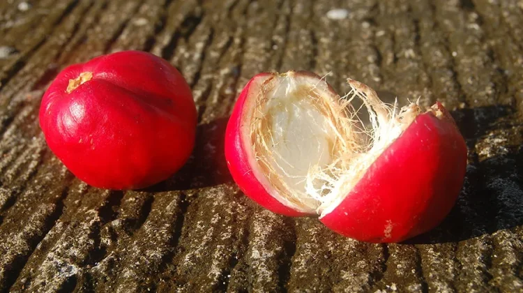 Bagai Makan Buah Simalakama, ternyata Buahnya Benar-Benar Ada