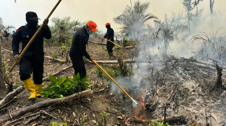 Brimob Polda Jambi Gerak Cepat Padamkan Karhutla di Kabupaten Tebo