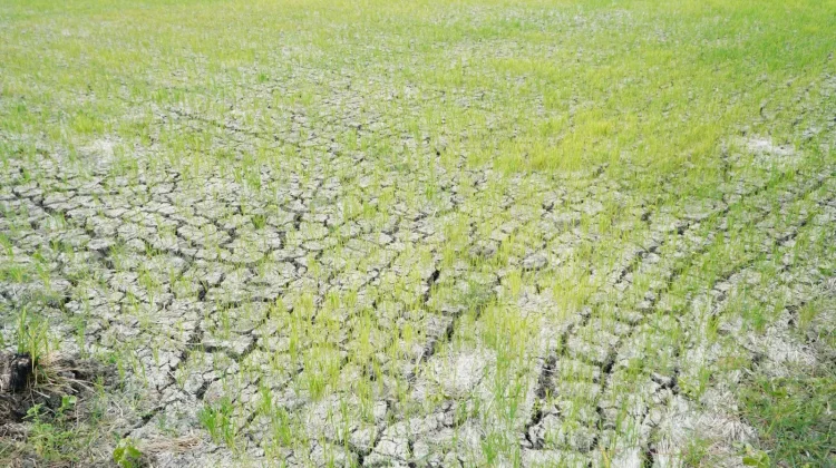 Kementan: 3.233 Hektare Sawah Lamongan Berhasil Dialiri Air
