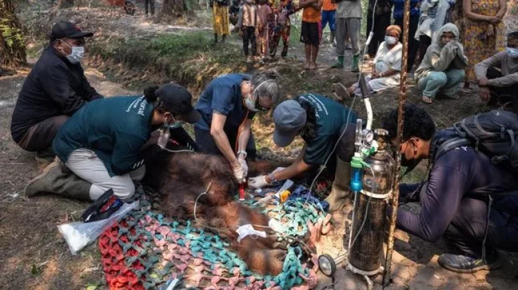 Terpapar Asap Karhutla, BKSDA Kalimantan Selamatkan Orang Utan yang Pingsan