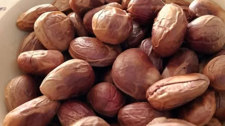 Tak Hanya Daging Buah, Biji Cempedak ternyata Bisa Dimakan
