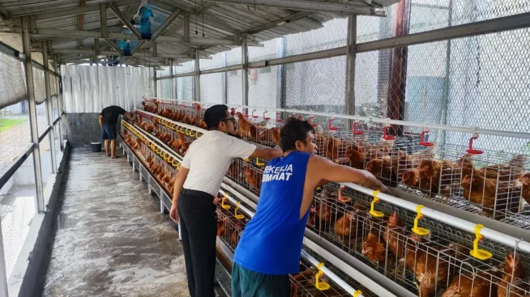 Rumah Tahanan Cipinang Budidayakan Ratusan Ayam Petelur untuk Warga Binaan