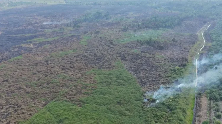 TN Berbak Pulihkan Ekosistem Lahan Pascakarhutla