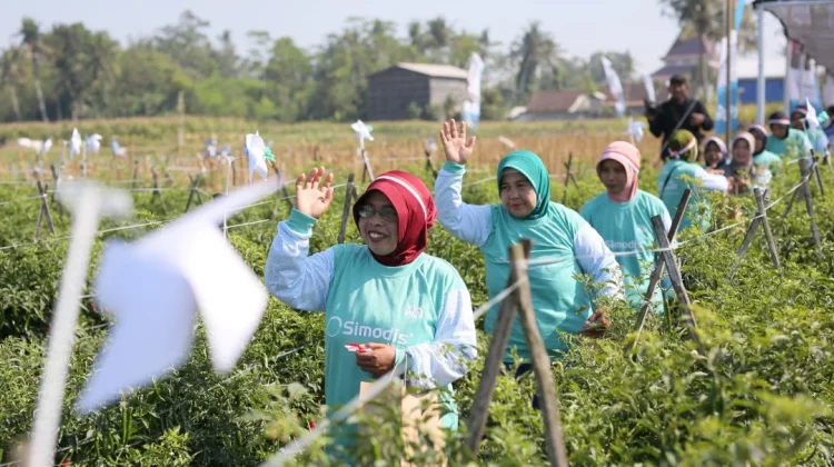 SIMODIS® untuk Perlindungan Hama Cabai, Diluncurkan oleh Syngenta Indonesia