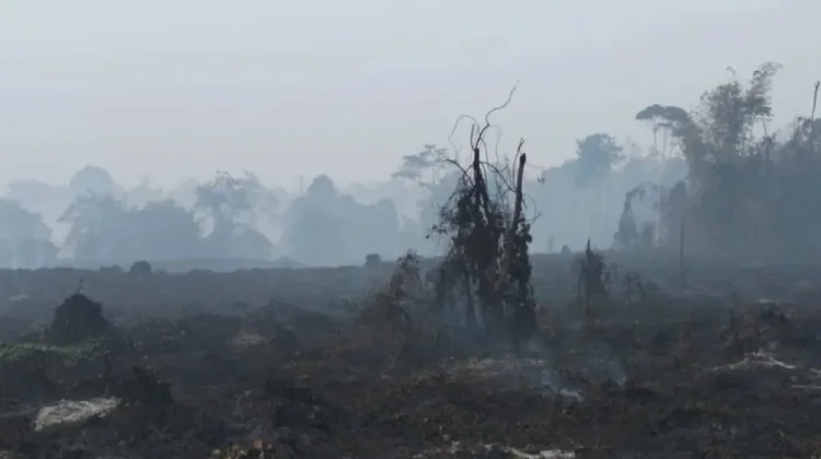 BMKG Deteksi 2.671 Titik Panas di Sumatra, Riau Capai 235 Hotspot