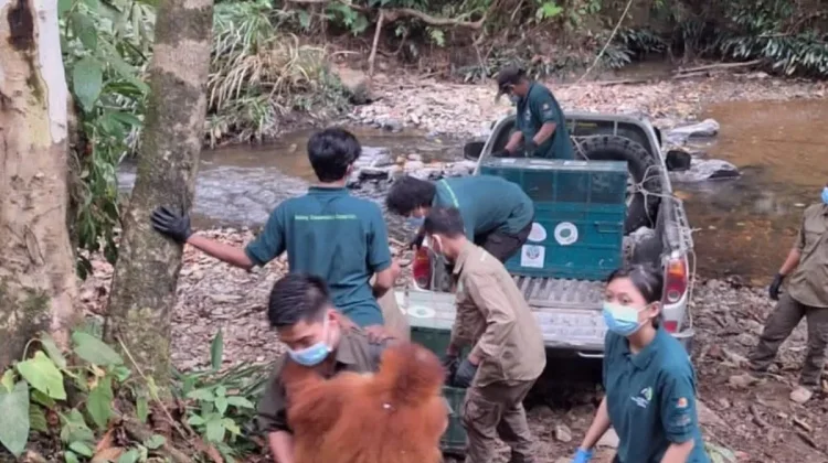 BKSDA Jambi Rehabilitasi Lima Orangutan Sumatra dari Riau dan Sumut