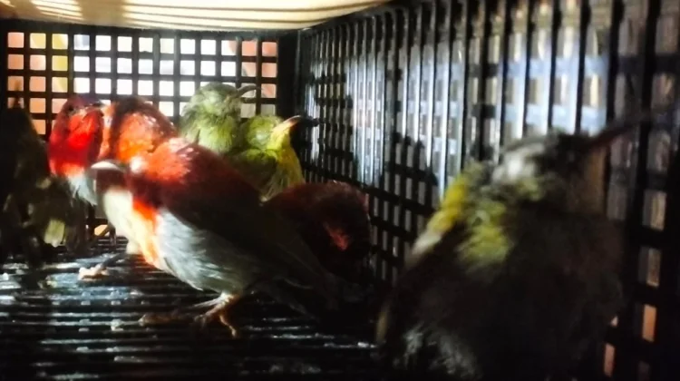Penyelundupan 101 Burung ke Sri Lanka Digagalkan di Soetta