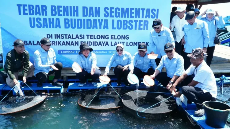 Bapanas Dorong Budidaya Lobster Bernilai Tambah Ekonomi