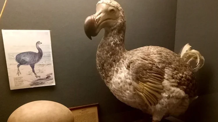 Mengenal Burung Dodo dan Kisah Kepunahannya akibat Perbuatan Manusia