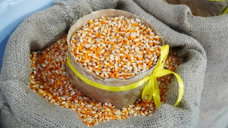 Pemerintah Tambah SPHP Jagung Pakan 150 Ribu Ton