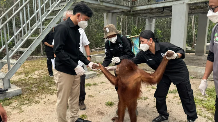 Wapres Kunjungi Pusat Rehabilitasi Orangutan di Kalimantan Tengah