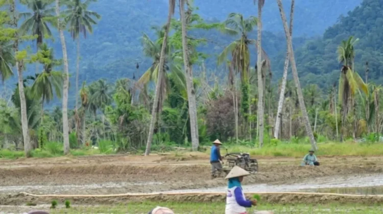 Petani Aceh Tamiang Kembali Garap Sawah Pascabencana
