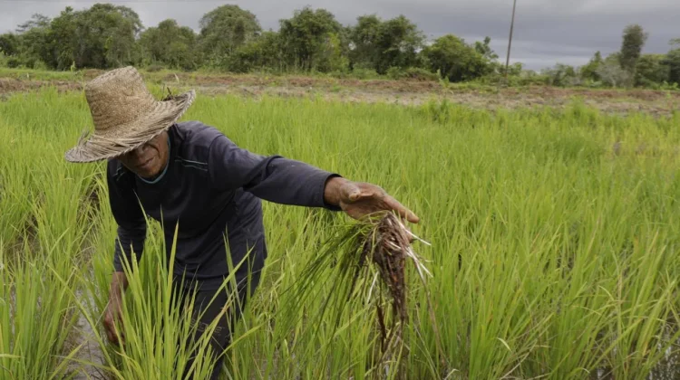 Kementan Siapkan AUTP Hadapi El Nino