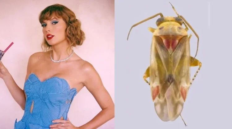 Taylor Swift Jadi Nama Genus Serangga Baru dari Australia