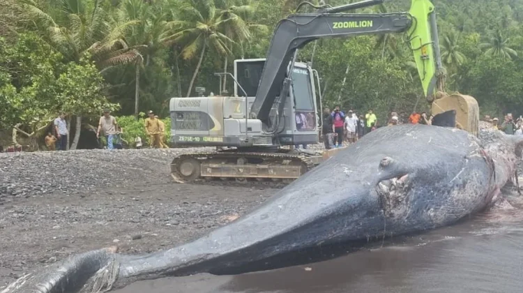 Paus Sperma Terdampar di Ternate, KKP Ungkap Hasil Identifikasi