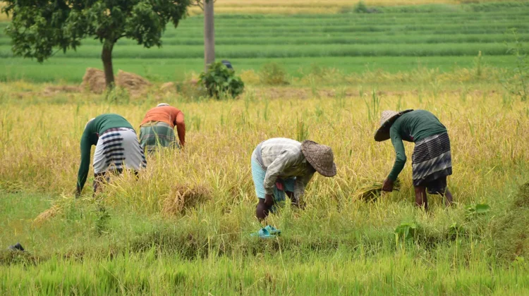 Pemerintah Siapkan Strategi Hadapi El Nino demi Swasembada Pangan