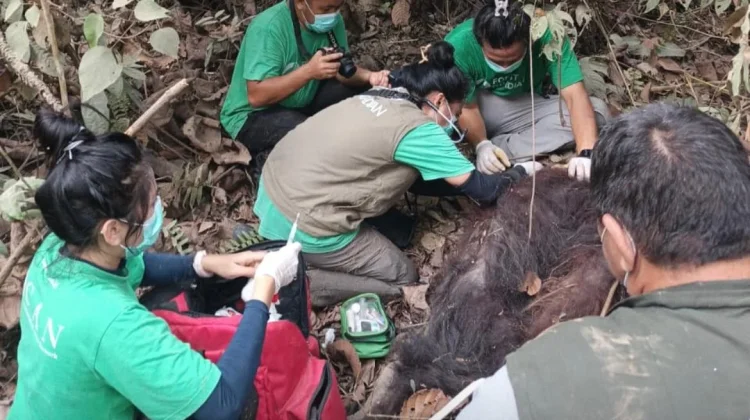 BKSDA Kaltim Tangani Dua Orangutan di Wilayah Aktivitas Manusia