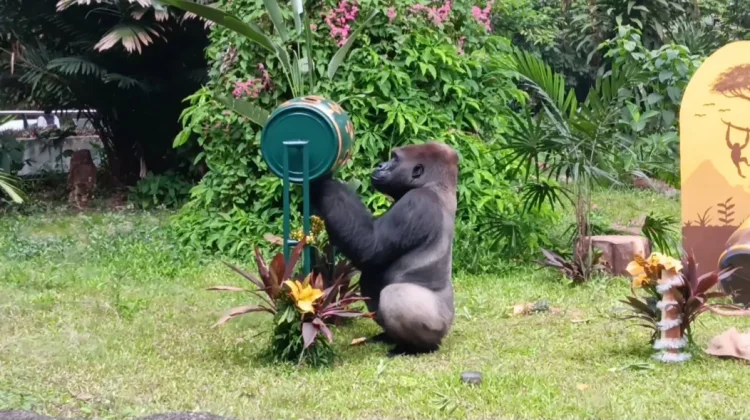 Komu, Gorila Peraih "Enrichment" pada Perayaan HUT Ke-162 Ragunan