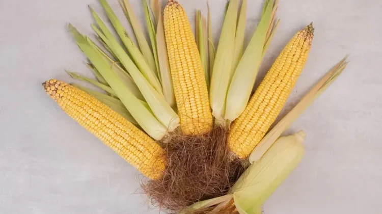 Bonggol Jagung Bukan Lagi Limbah, Kini Punya Nilai Ekonomi Tinggi