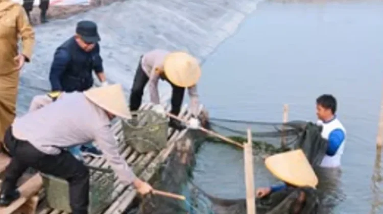 Dukung Rantai Pasok Bahan Baku SPPG, Polda Metro Jaya Panen Ikan 10 Ton