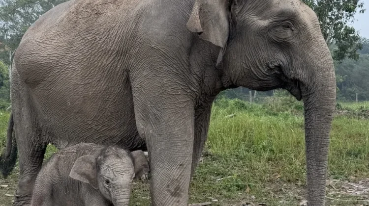 Gajah Lisa Lahirkan Anak Jantan di Tesso Nilo