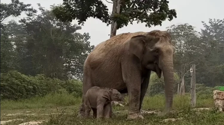 Anak Gajah Sumatera Lahir di Tesso Nilo, Bawa Harapan Baru Konservasi