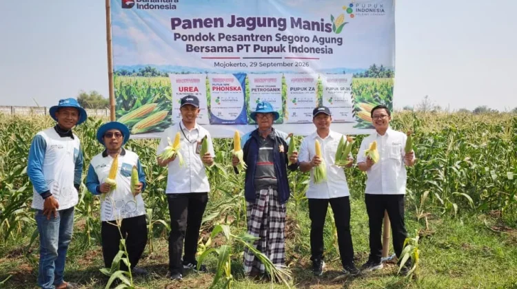 Pupuk Indonesia Panen Jagung Manis di Lahan Ponpes Segoro Agung