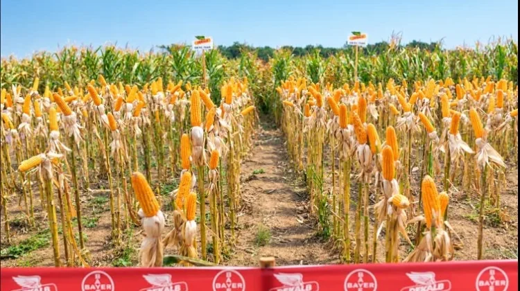 Bayer dan Petani Jagung Tunjukkan Potensi DEKALB DK79C
