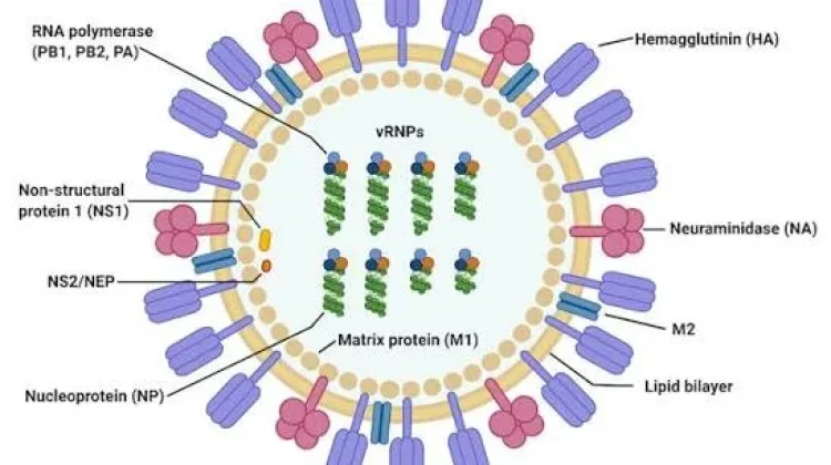 Dinkes DKI Jakarta Pantau Penyebaran Virus Influenza lewat Faskes Sentinel