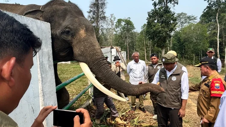 Kemenhut Libatkan Masyarakat Perkuat Koridor Gajah Sumatra