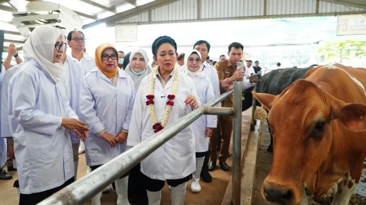 Komisi IV Dorong Swasembada Susu Nasional