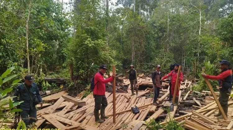Kemenhut Musnahkan 316 Batang Kayu Hasil Temuan di TN Berbak dan Sembilang