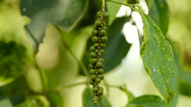 Produsen Rempah Dunia Sepakati Transformasi Menuju Industri Hilir