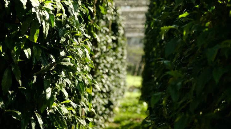 Produsen Lada Dunia Pacu Transformasi Menuju Industri Hilir