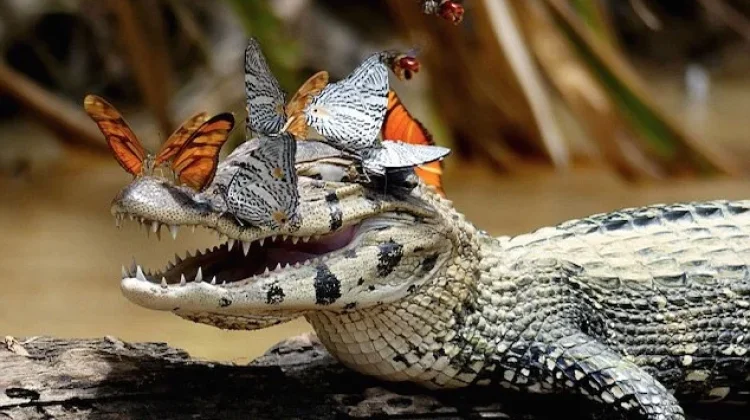 Mengenal 'Lachryphagy', Kebiasaan Ngengat yang Meminum Air Mata Hewan