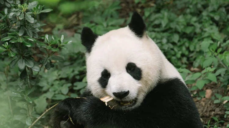 Mengenal 'Pseudo-Thumb', Ibu Jari Palsu yang Dimiliki Panda dan Fungsinya