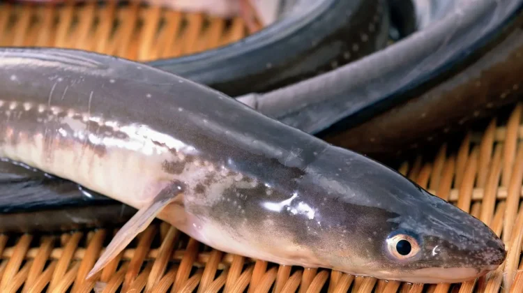 BRIN Ungkap Ikan Sidat Punya Omega-3 Tertinggi Didunia Mengalahkan Salmon