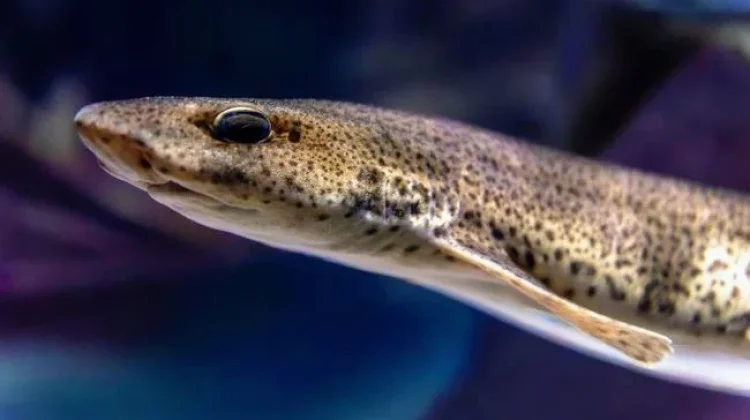 Mengenal Ikan Sidat, Ikan dengan Omega-3 Tertinggi Kalahkan Salmon