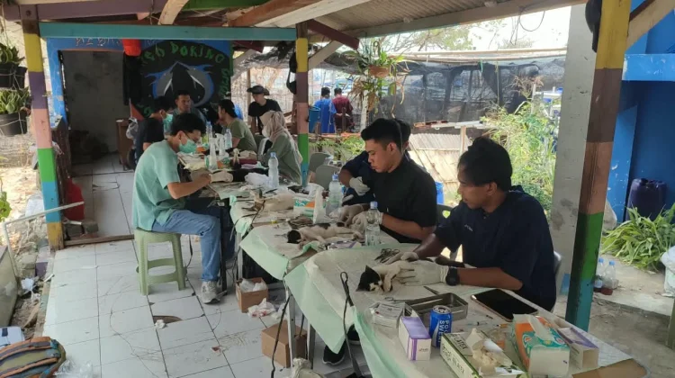 PDHI dan Pemprov DKI Jakarta Gelar Sterilisasi dan Vaksinasi Kucing di Untung Jawa
