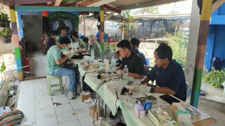 Ini Pentingnya Sterilisasi dan Vaksin Rabies bagi Kucing
