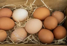 Harga Telur Turun: Masih di Atas Acuan