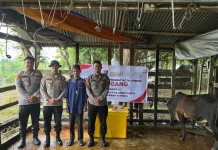 Tradisi Meugang di Aceh Tetap Terlaksana, STIK Salurkan 70 Sapi
