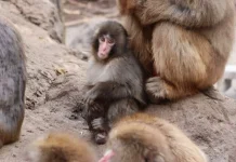 Punch ‘Diseret’ Monyet Dewasa, Ichikawa Zoo Buka Suara