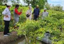 Awal Ramadan, Harga Pangan Papua Selatan Relatif Stabil