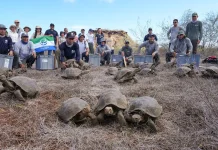 Kura-Kura Raksasa Kembali ke Floreana setelah 150 Tahun, Dibantu Satelit NASA