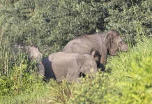BKSDA Aceh Imbau Warga Waspadai Kawanan Gajah Sumatra