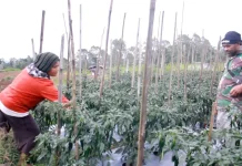 Program MBG 'Berkah' Bagi Petani