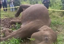 BKSDA Aceh Tangani Kematian Gajah Sumatra di Aceh Tengah