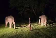 BKSDA Aceh Evaluasi Konflik usai Warga Tewas saat Interaksi dengan Gajah